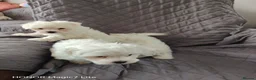 Maltese dogs for sale: Pure❤️ Maltese❤️puppies❤️  - Advert 10