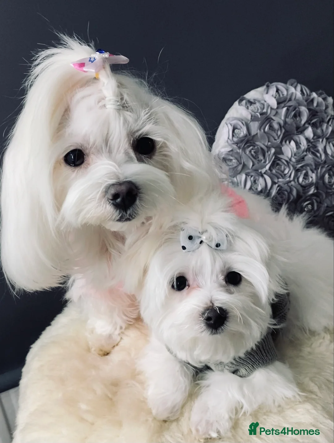Maltese dogs for sale: ✨ Outstanding KC korean Maltese Puppies ✨ - Advert 33