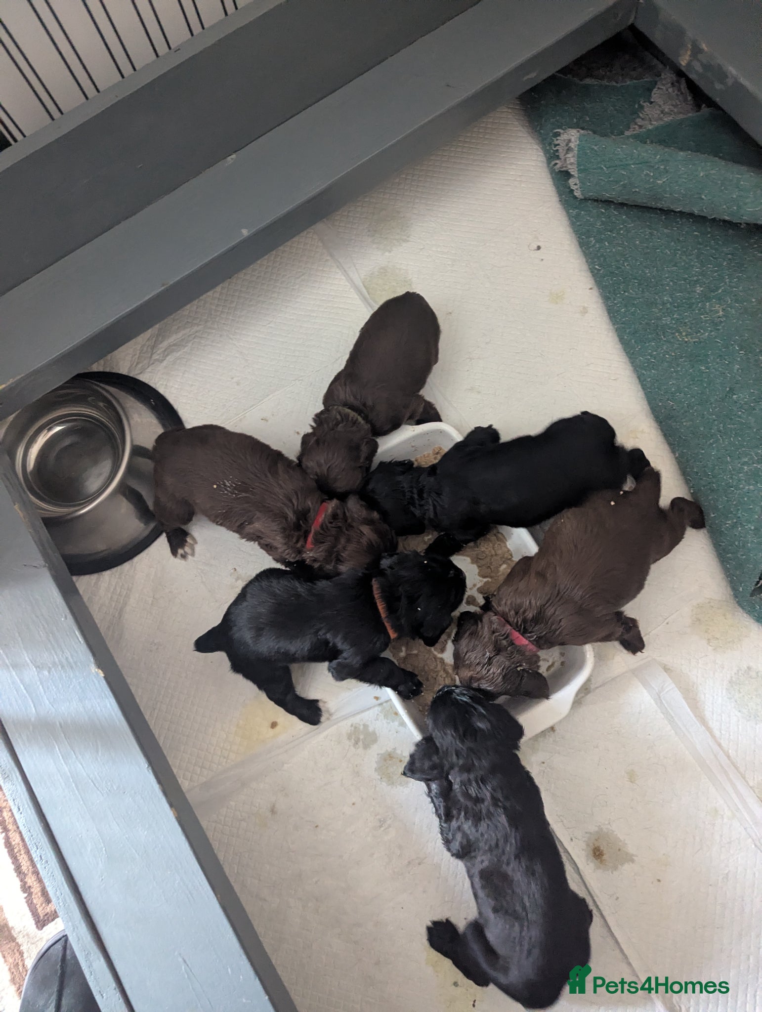 Sprocker dogs for sale: Beautiful Sprocker Puppies  - Advert 4