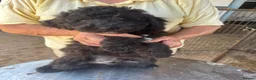 Poodle dogs for sale: Stunning Smaller Moyen Poodle puppies available - Advert 5