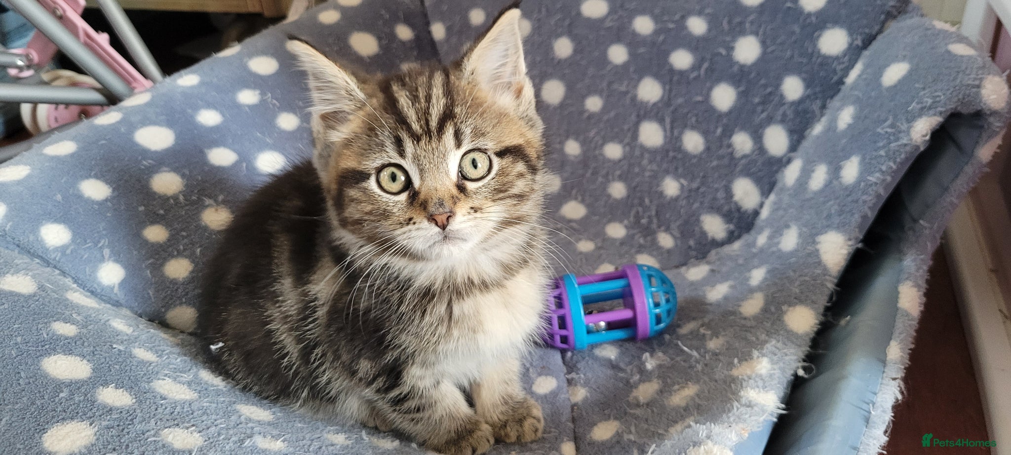 Maine Coon cats LAST ONE georgous fluffy maincoon kittens for sale - Advert 2