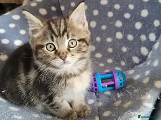 Maine Coon cats LAST ONE georgous fluffy maincoon kittens for sale - Advert 2