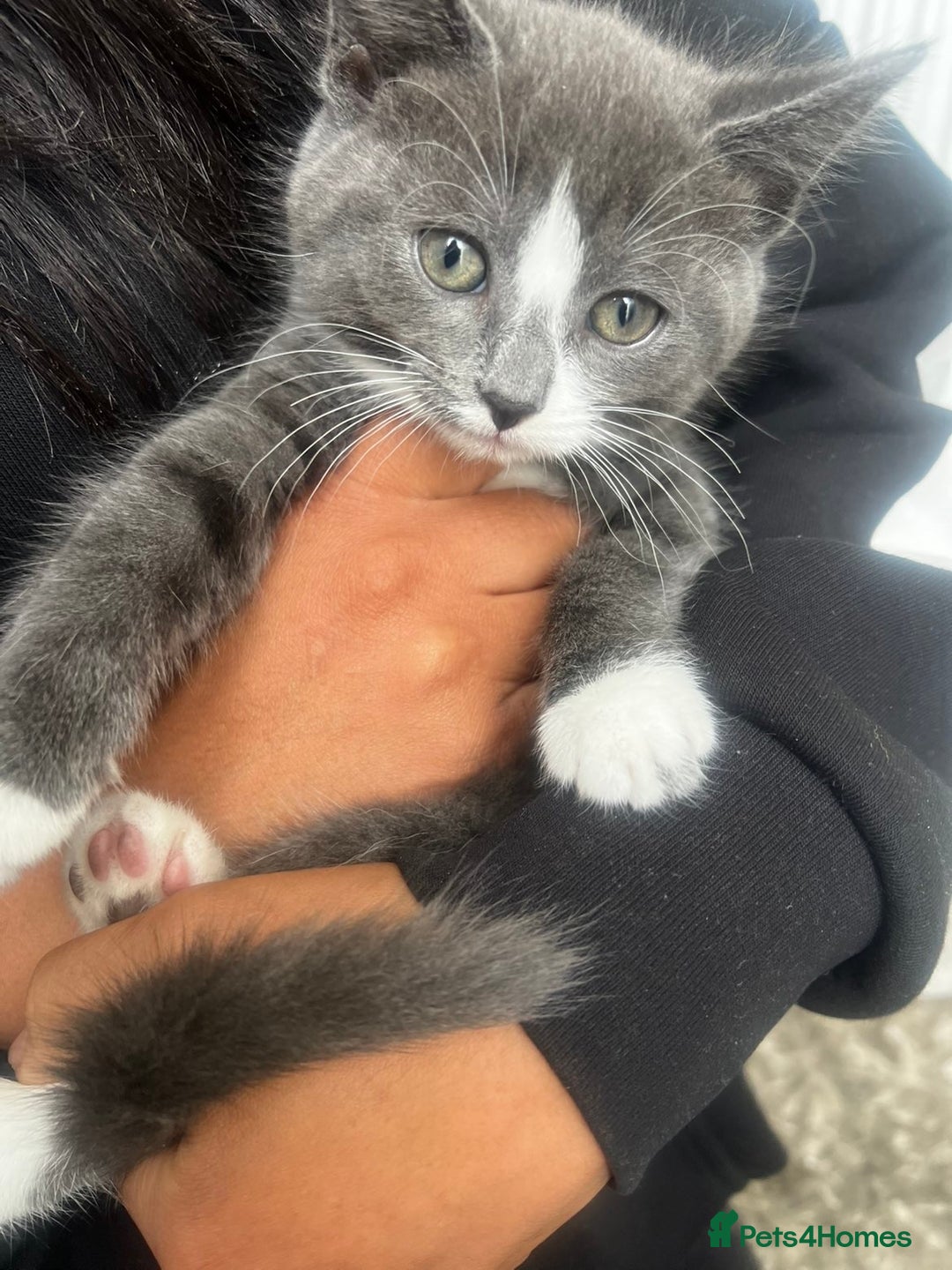 Mixed Breed cats for sale: Beautiful kittens  - Image 7