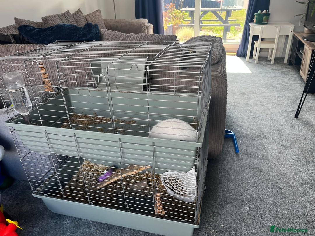 English Lop rabbits for sale: White Lop Eared Rabbit 5 moths old - Image 2