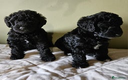 Bedlington Terrier dogs for sale: Bedlington Terrier x Minature Poodle - Image 2