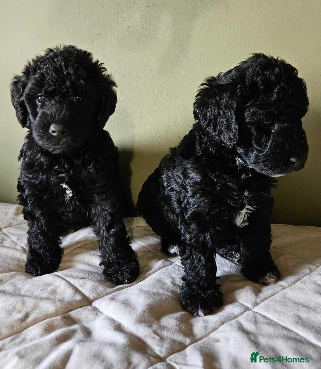 Bedlington Terrier dogs for sale: Bedlington Terrier x Minature Poodle - Image 2