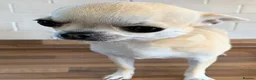 Chihuahua dogs for sale: 3yrs old Chihuahua girl - Advert 2