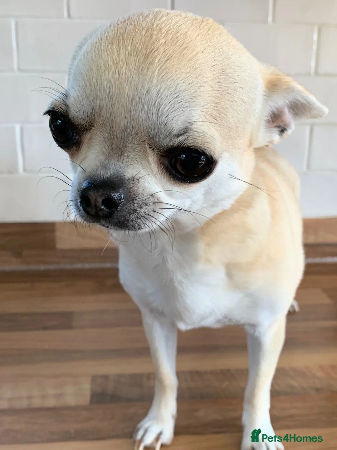 Chihuahua dogs for sale: 3yrs old Chihuahua girl - Advert 2