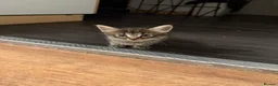 Mixed Breed cats for sale: Beautiful kittens ready for forever home - Advert 5