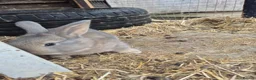Continental Giant rabbits for sale: Baby FULL Continental Giant rabbits in Castleford - Advert 6