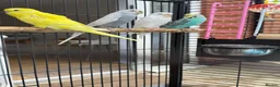 Budgerigars birds for sale: 4 beautiful budgies  in Warrington - Advert 3