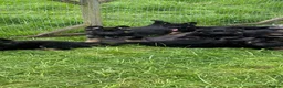 German Shepherd dogs for sale: German shepherd puppies  - Advert 7