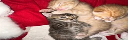 Mixed Breed cats for sale: Beautiful kittens looking for new homes in Basingstoke - Advert 11