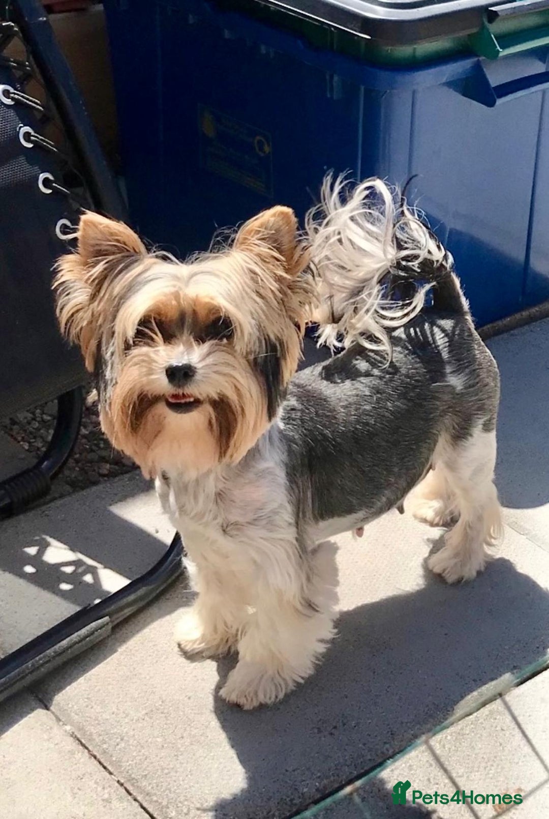 Yorkshire Terrier dogs for sale: Biewer Yorkie Boys | Pedigree | Licensed - Advert 12