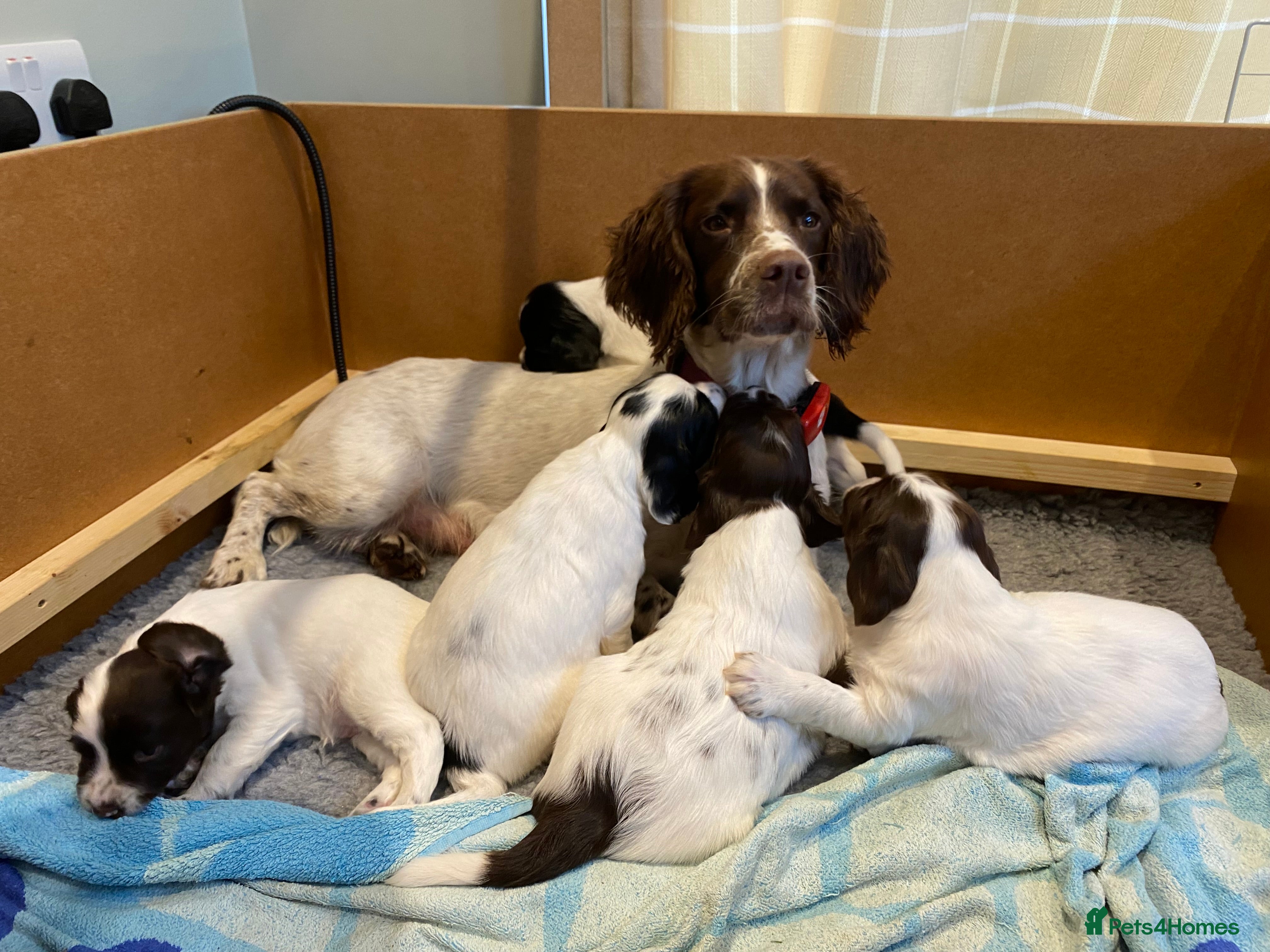 English Springer Spaniel dogs KC Registered English Springer Spaniel Female Pups - Advert 9