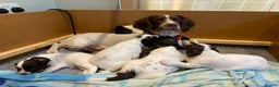 English Springer Spaniel dogs for sale: KC Registered English Springer Spaniel Female Pups - Advert 4