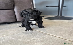 Mixed Breed dogs for sale: ✨ 2 Labradoodle x Australian Labradoodle Puppies  - Image 12