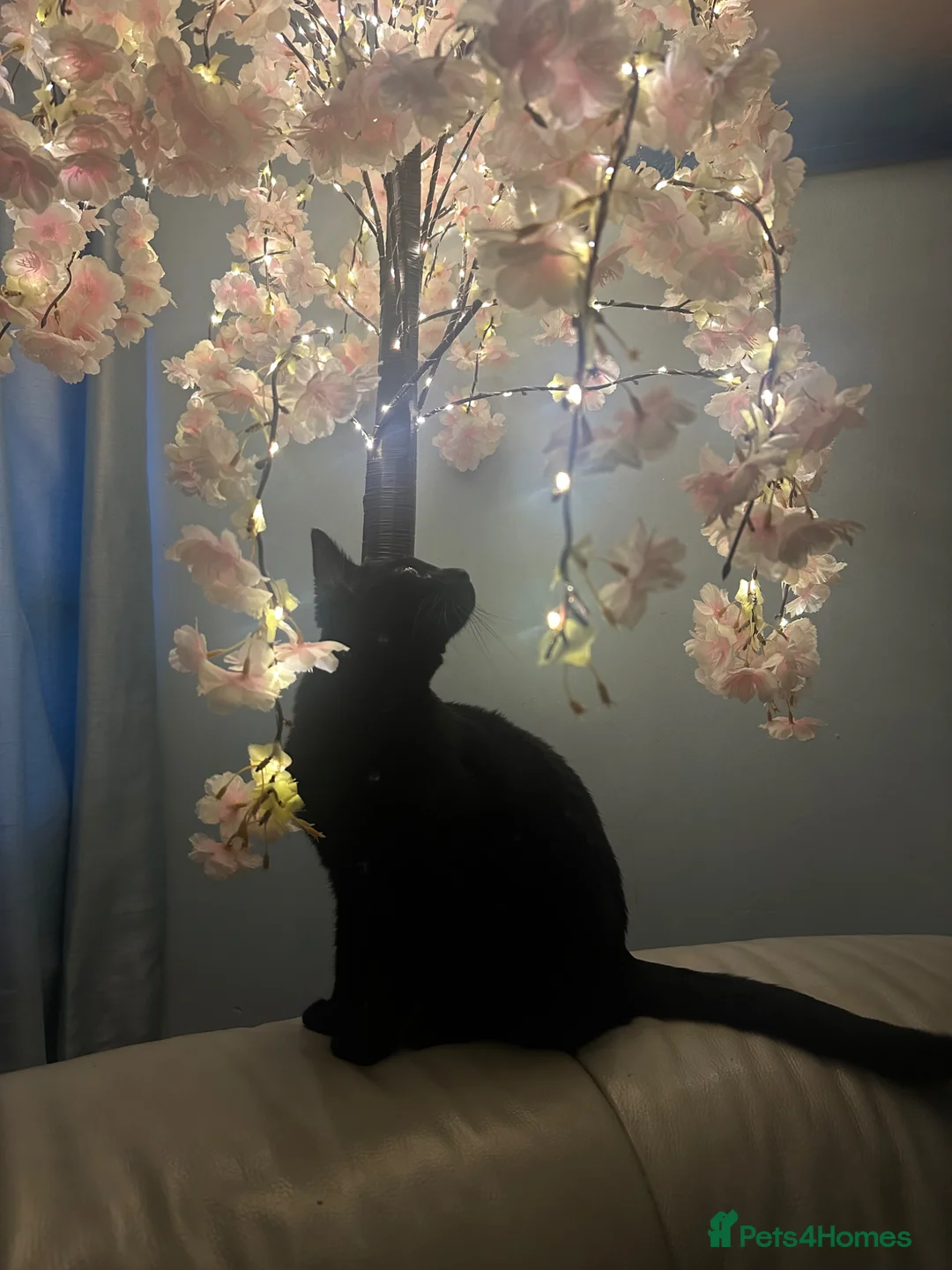 Korat cats for sale: Nala  in Oldham - Advert 1