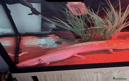 Axolotl reptiles for sale: Female axolotl  - Image 2