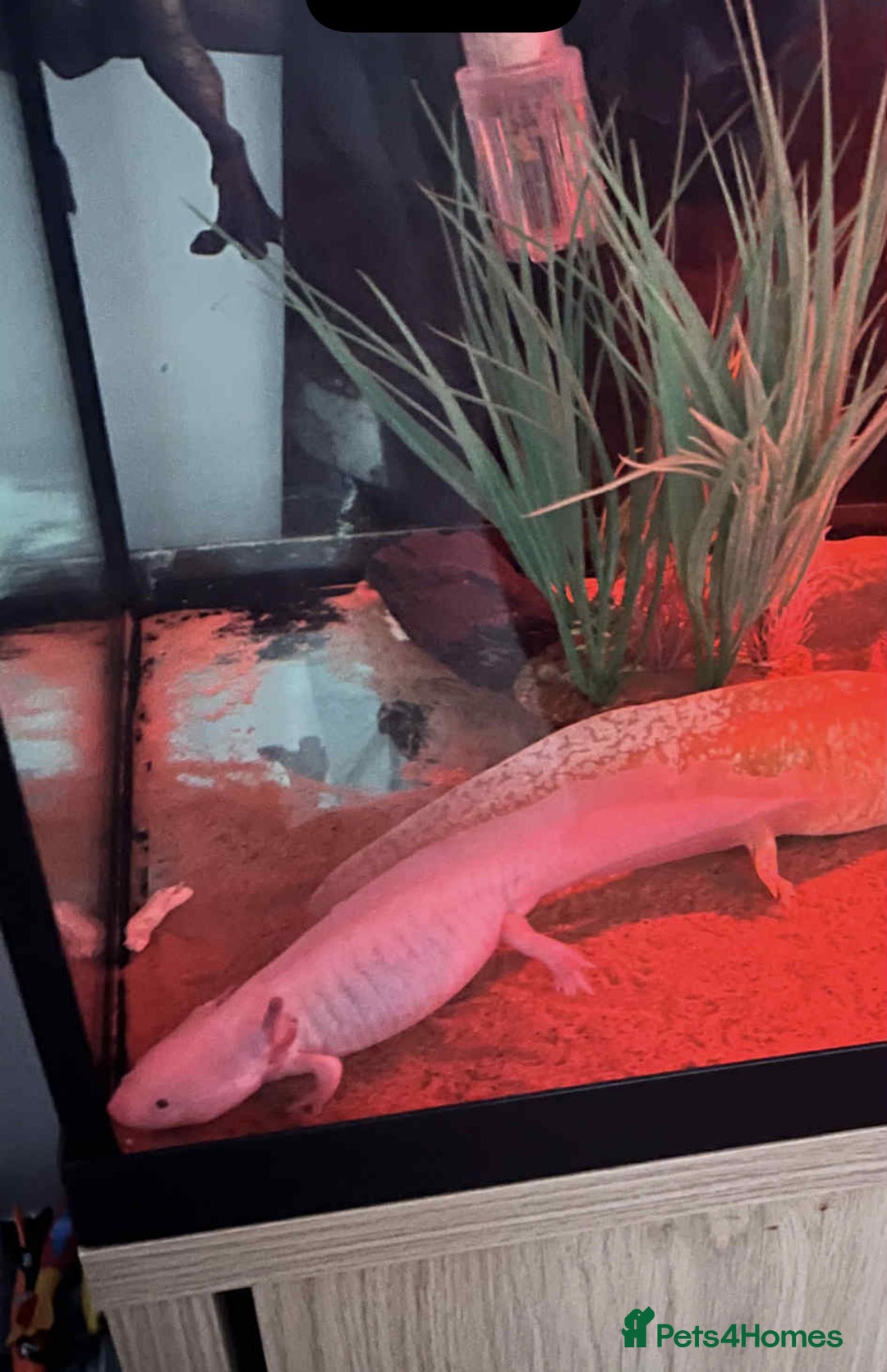 Axolotl reptiles for sale: Female axolotl  - Image 2