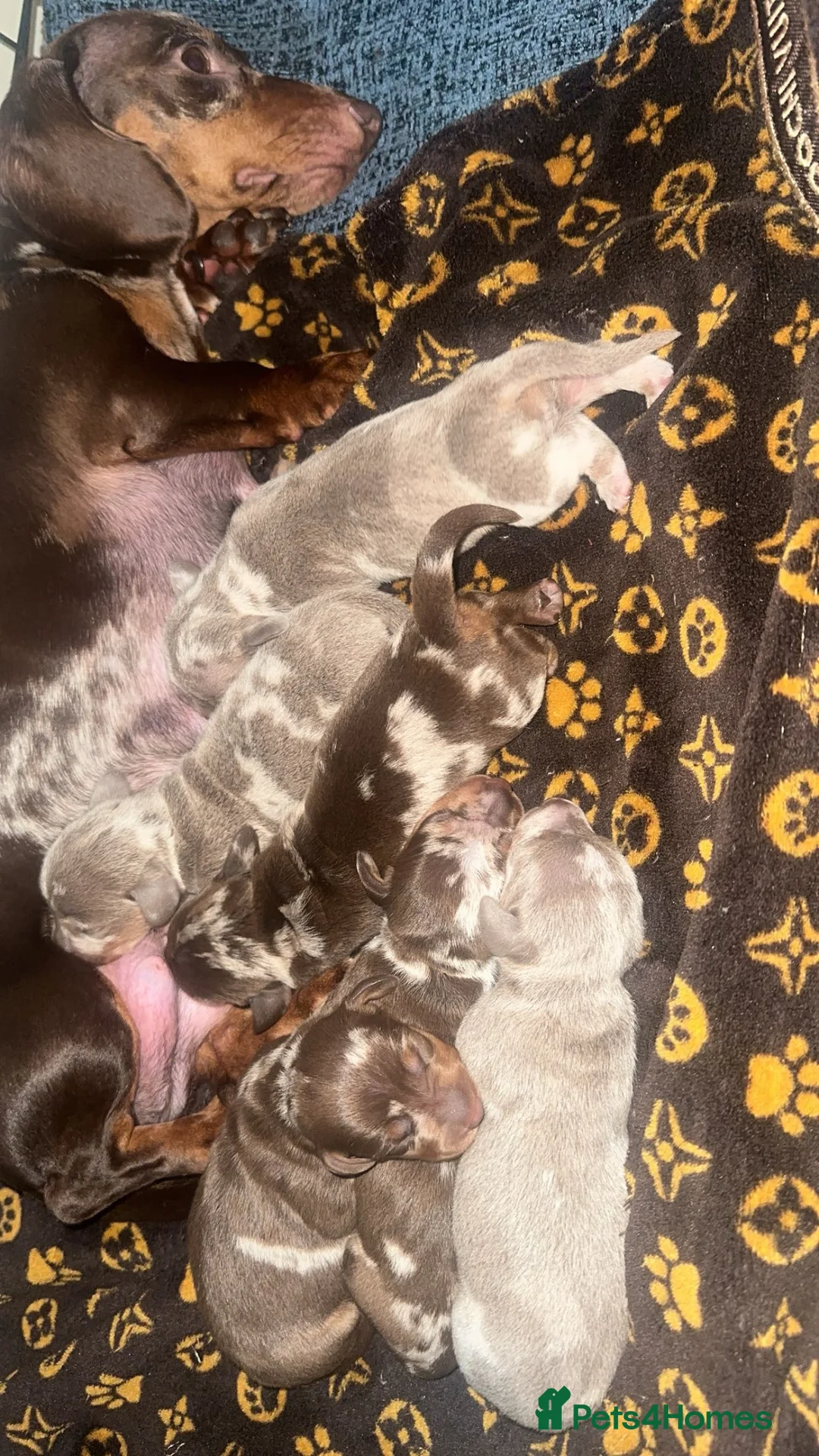 Miniature Dachshund dogs for sale: Miniature Dachshund Pups - Advert 2