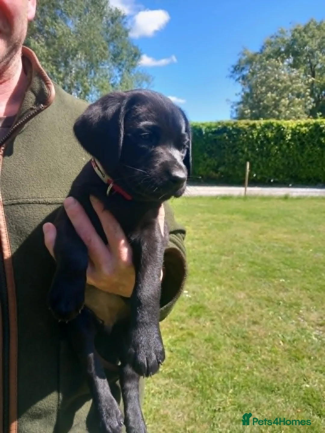 Labrador Retriever dogs for sale: KC Working Labrador puppies - Advert 1