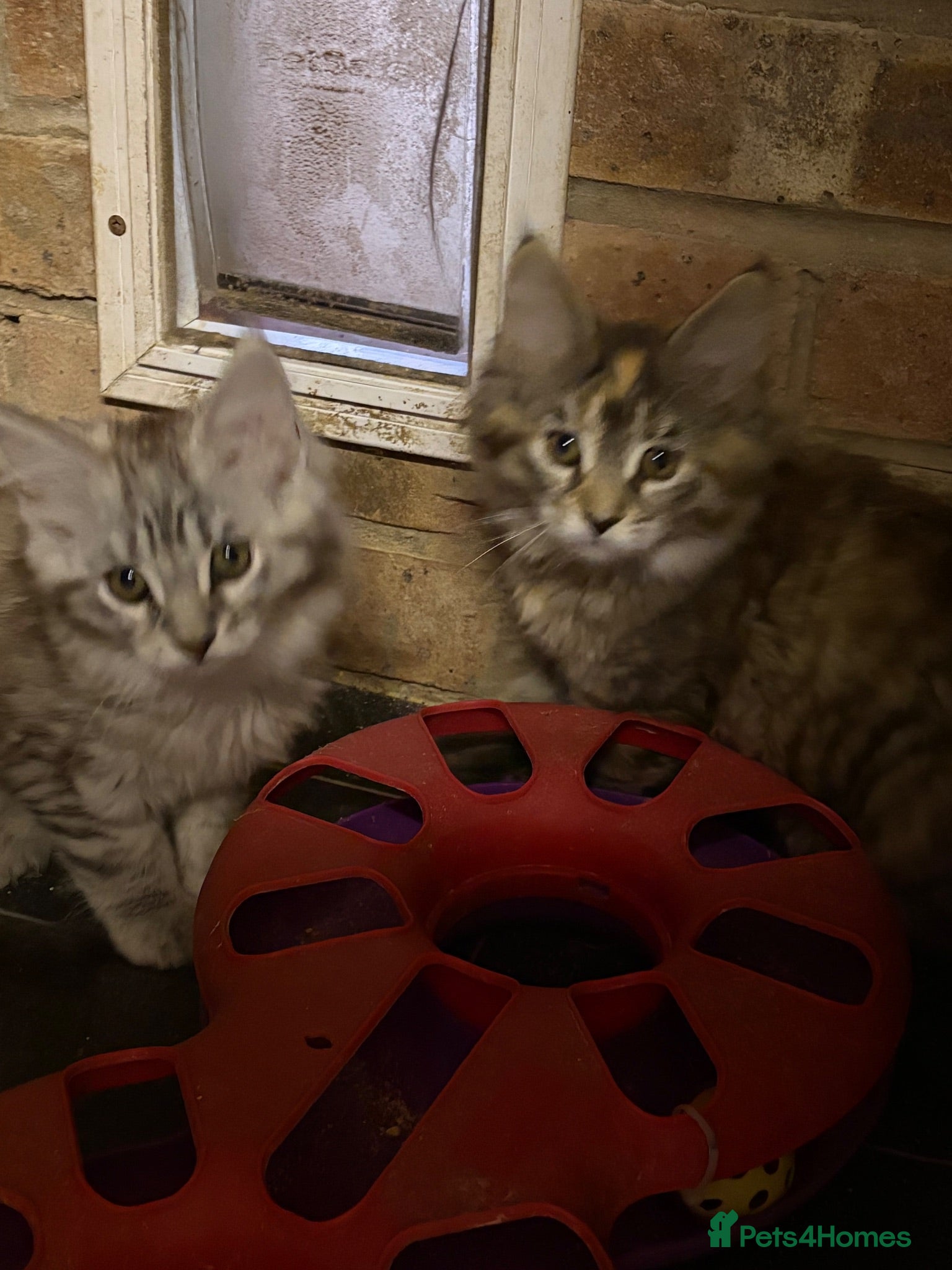 Maine Coon cats Pedigree Maine Coon kittens girls  - Advert 1