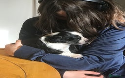 Mixed Breed dogs for sale: Collie x sprocker  - Image 8