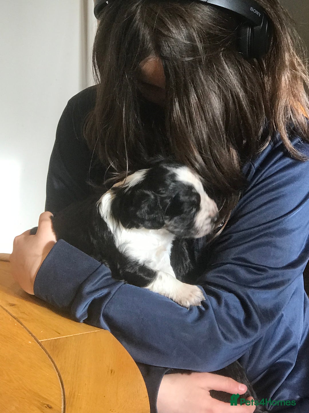 Mixed Breed dogs for sale: Collie x sprocker  - Image 8
