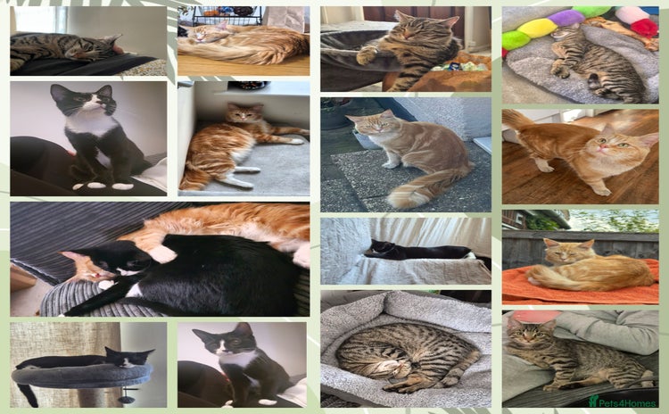 Maine Coon cats - Advert 10