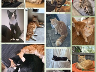 Maine Coon cats - Advert 22