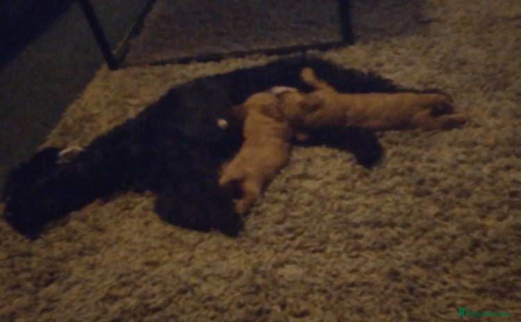 Cockapoo dogs - Advert 2