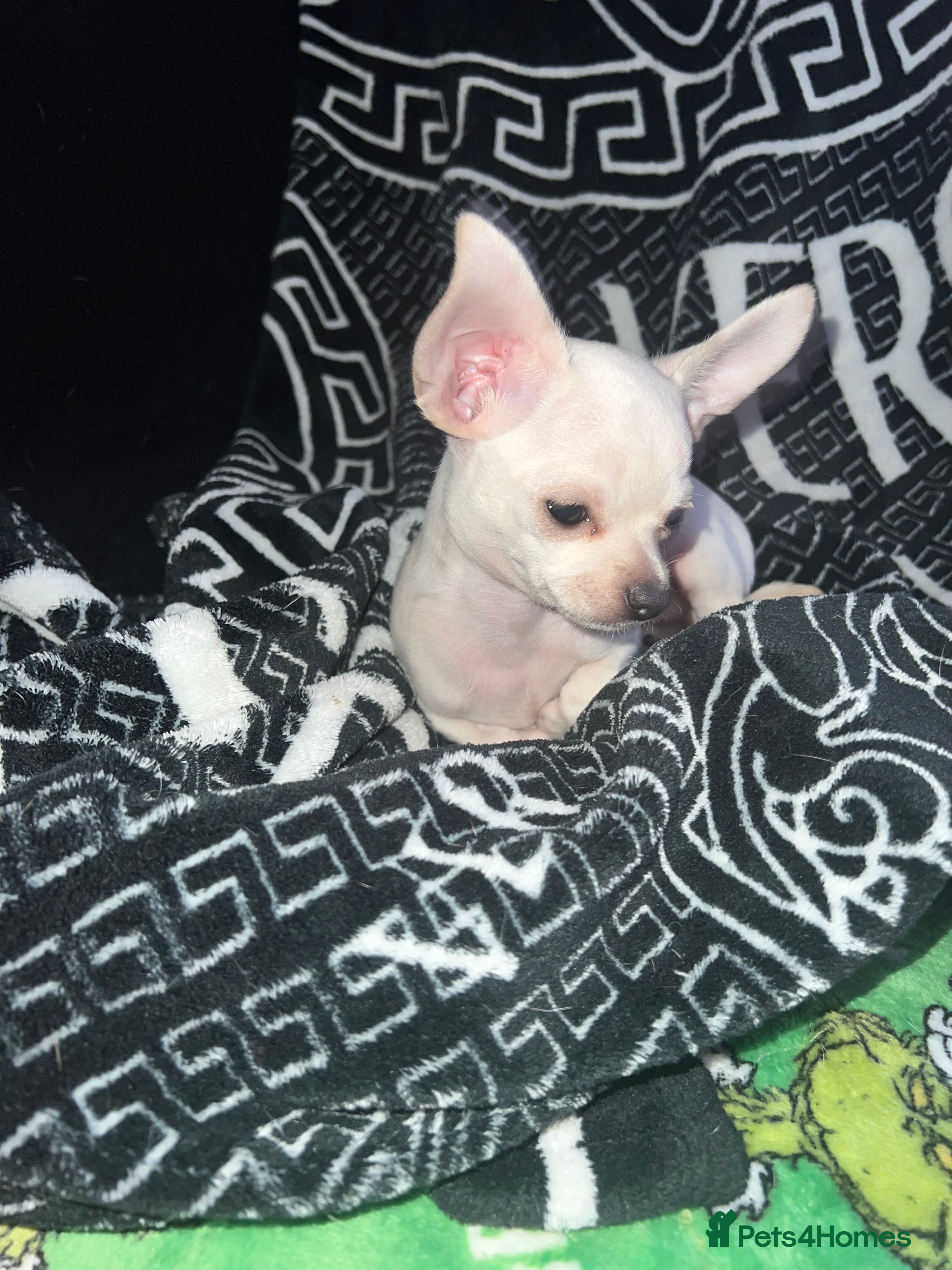 Chihuahua dogs Amazing adorable chihuahua puppies  - Advert 14