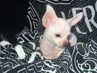 Chihuahua dogs Amazing adorable chihuahua puppies - Advert 14