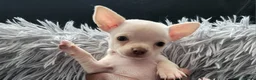Chihuahua dogs for sale: 3 beautiful smooth coat chihuahuas KC registered. - Advert 14