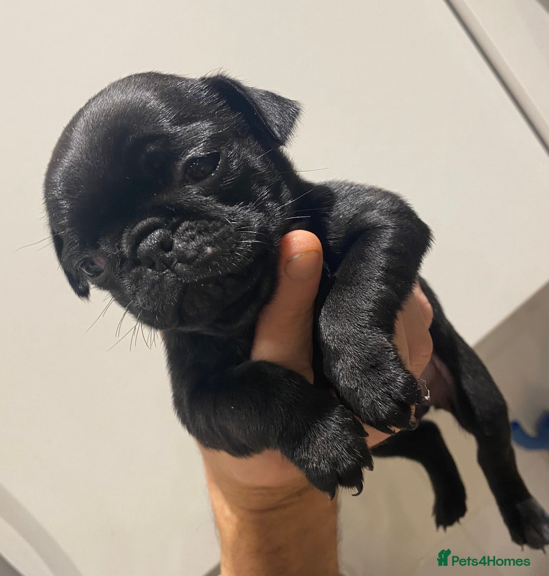 Pug dogs for sale: 💓 PUG GIRL 💓 1 REMAINING READY NOW! - Advert 7