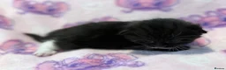 Mixed Breed cats for sale: Frankie’s Kittens Ready 20th August - Advert 9