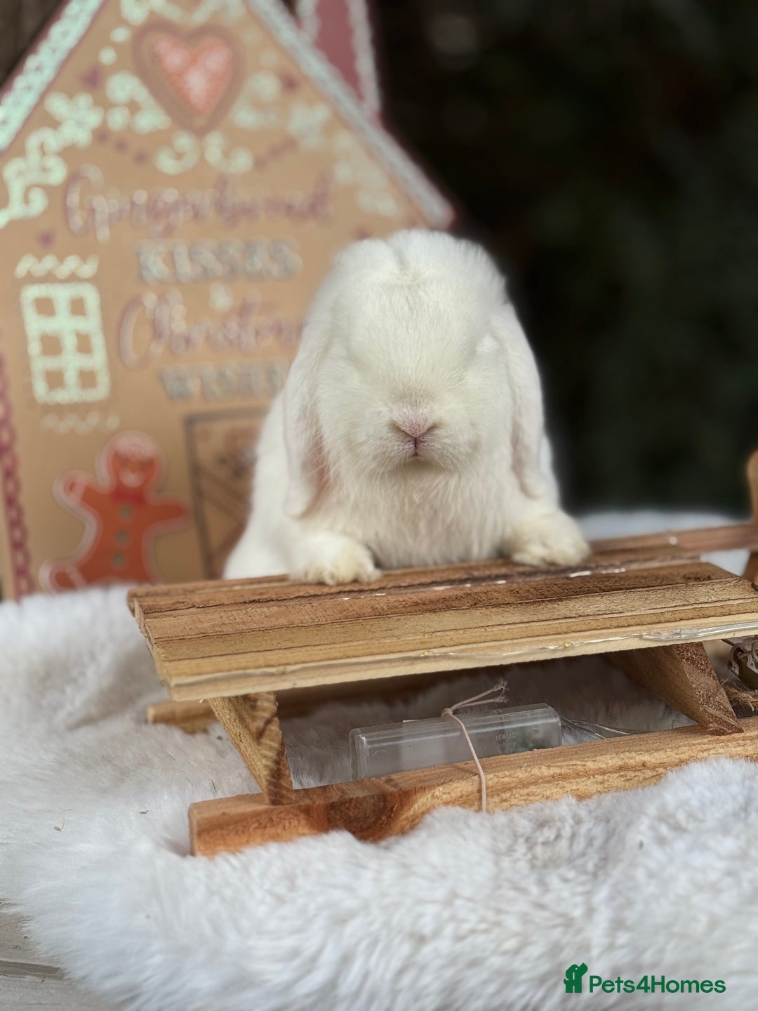 Mini Lop rabbits for sale: I have a couple of adult mini lops available  - Advert 3