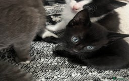 Mixed Breed cats for sale: Beautiful kittens - Image 6