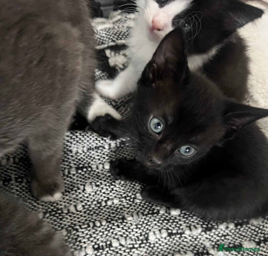 Mixed Breed cats for sale: Beautiful kittens - Image 6
