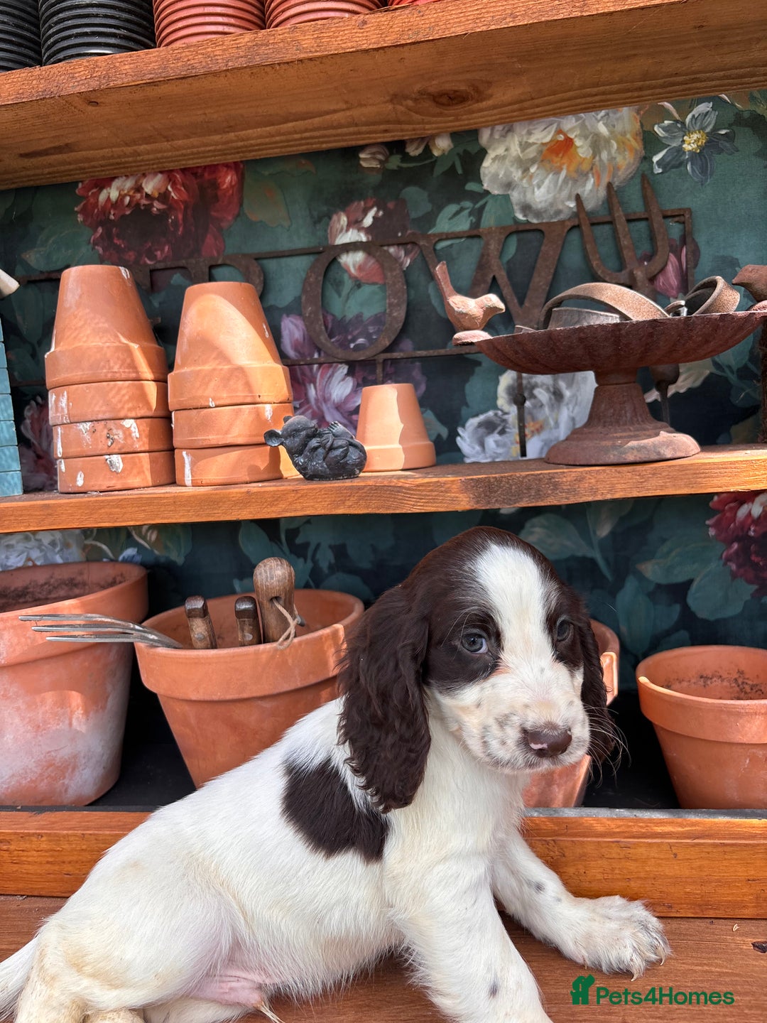 Cocker Spaniel dogs for sale: 3 cocker spaniels  - Image 2