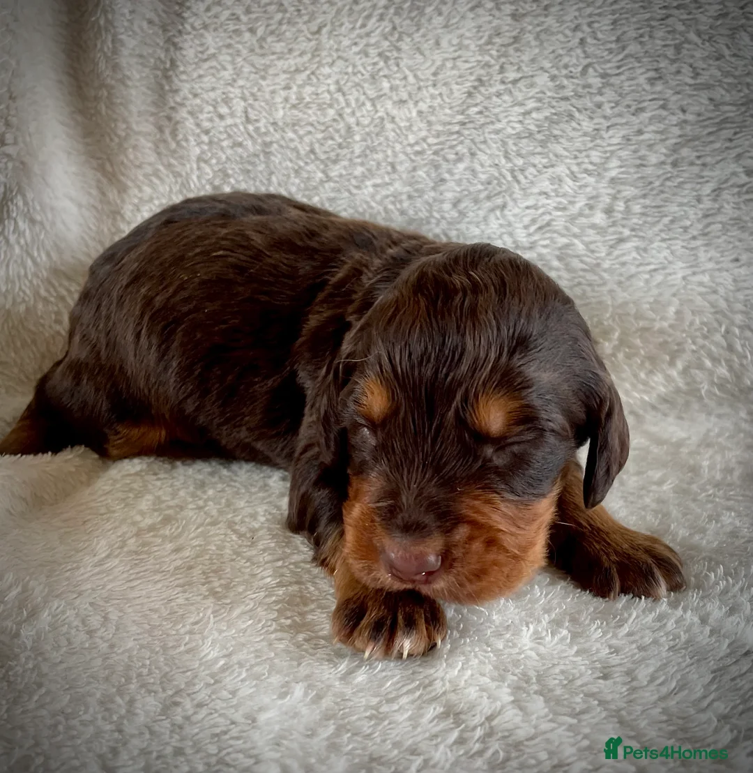 Cocker Spaniel dogs for stud: Small Health Tested KC liver and tan Cocker Stud in Harrogate - Advert 11