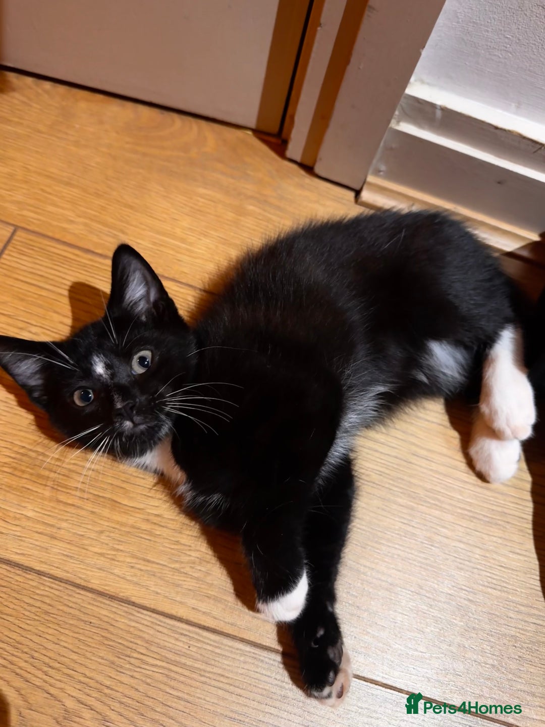 British Shorthair cats for sale: Male Tuxedo - Image 2