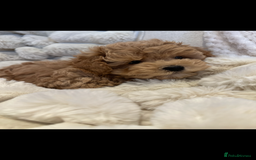 Maltipoo dogs for sale: Gorgeous F1 Maltipoo boy  - Image 5