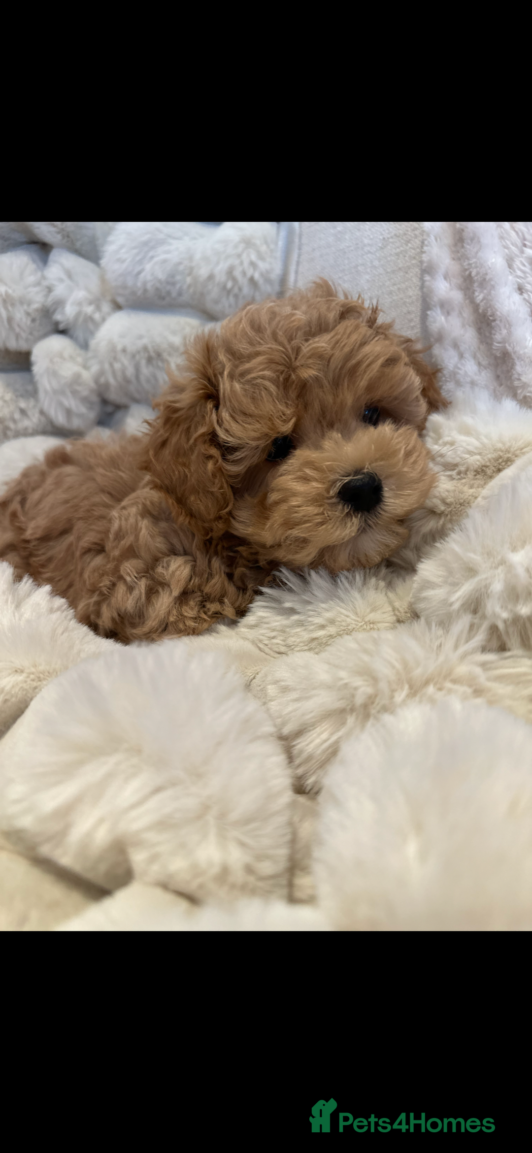 Maltipoo dogs for sale: Gorgeous F1 Maltipoo boy  - Image 5