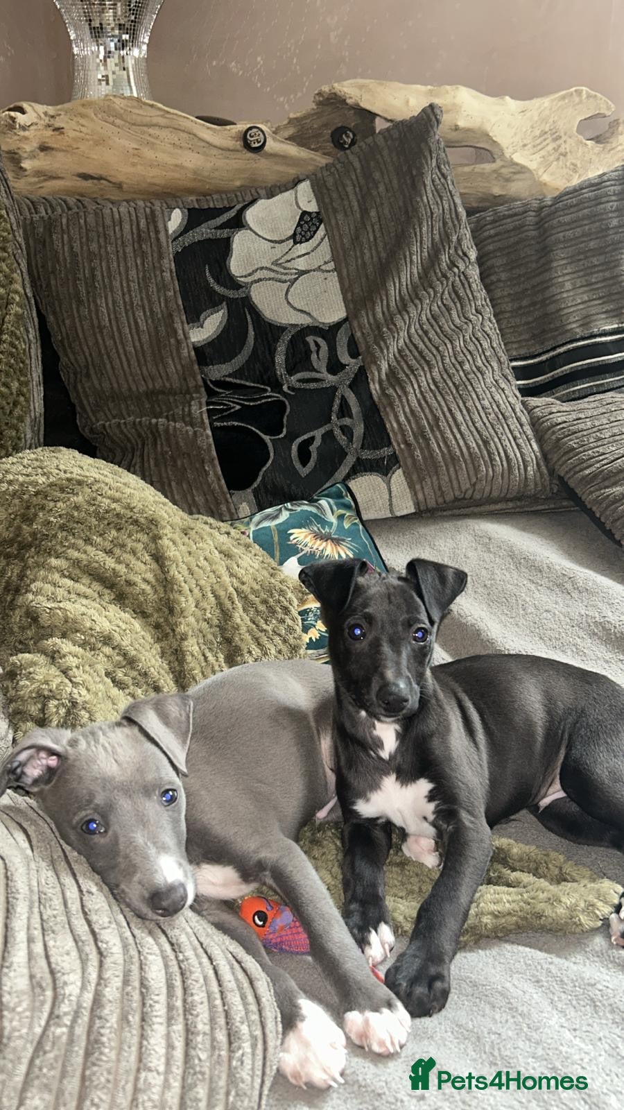 Mixed Breed dogs for sale: Italian greyhound/whippet in Maryport - Advert 5