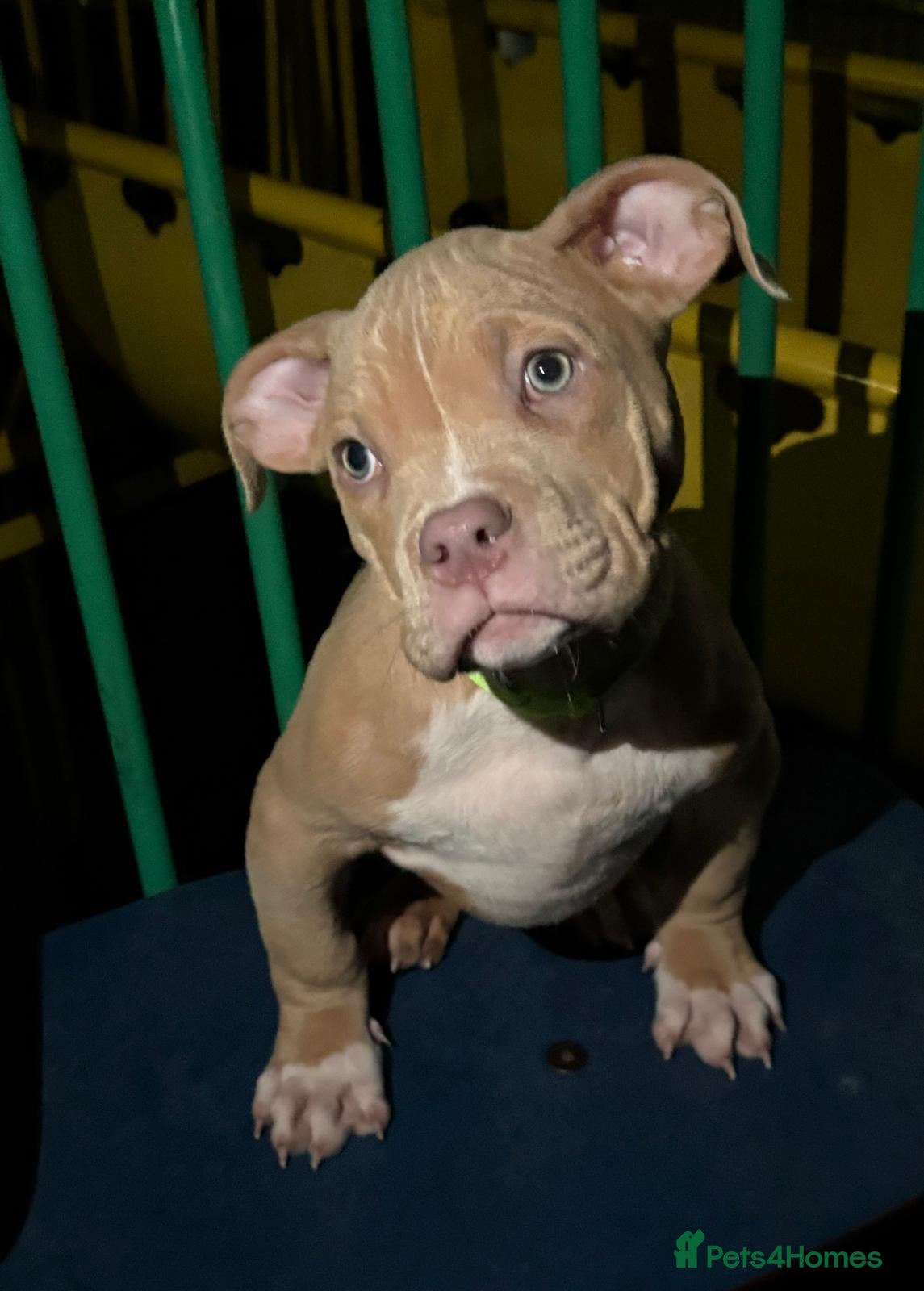 American Bully dogs Quality pocket bullies last ones remaining❤️ - Advert 8