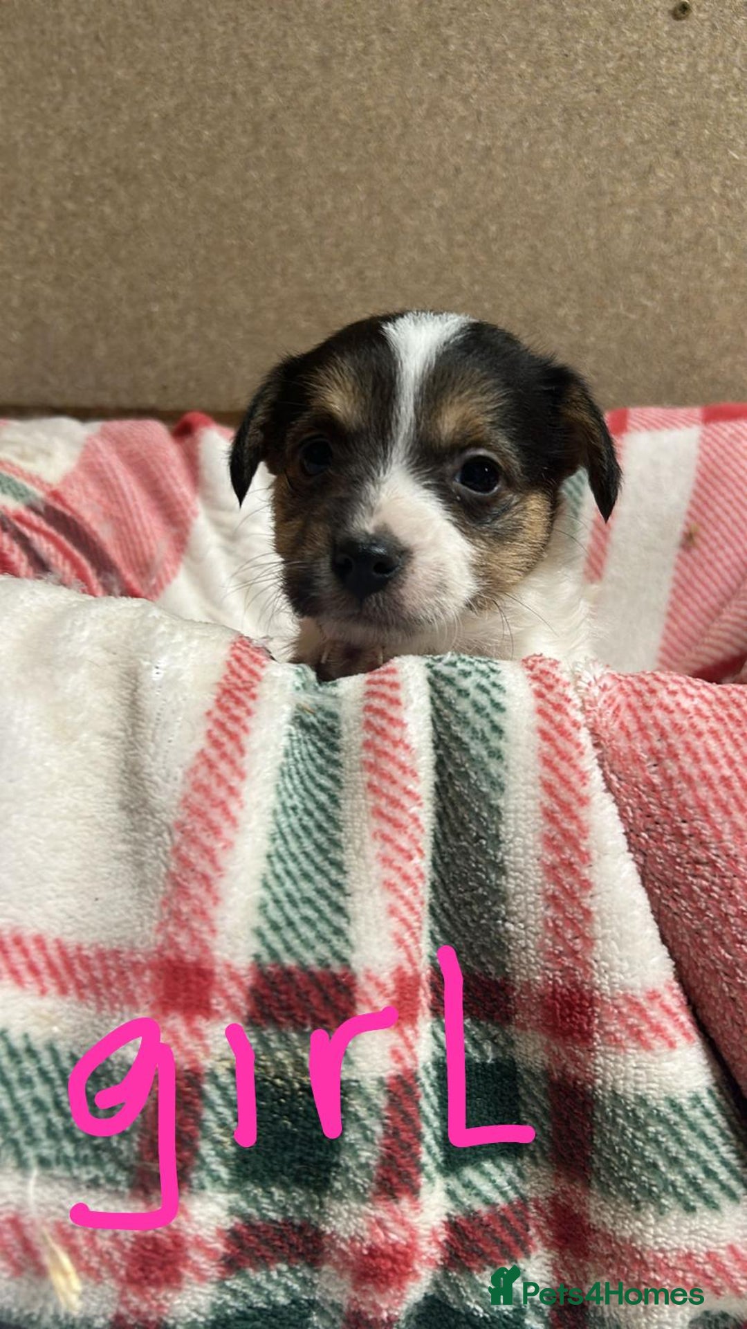 Jack Russell dogs for sale: JACK RUSSELL looking for there forever 🏠  - Advert 4