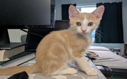 Domestic Shorthair cats for sale: Gorgeous Trio of Kittens to go together - Image 18