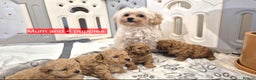 Maltipoo dogs for sale: Beautiful Toy Maltipoo Puppies   - Advert 3
